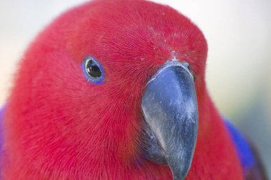 Büyük güzel papağan