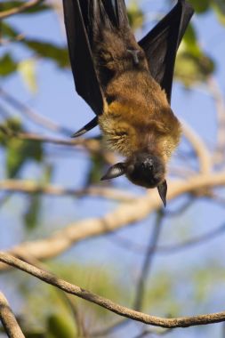 Korkunç uçan tilki