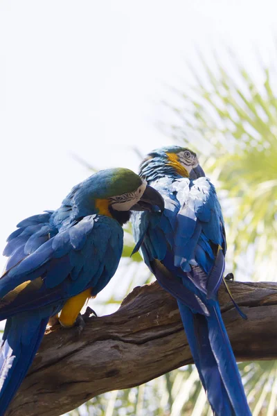 Big beautiful parrot — Stock Photo, Image