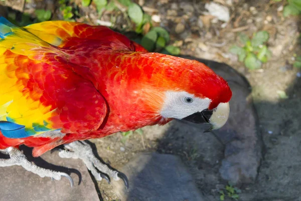 Großer schöner Papagei — Stockfoto