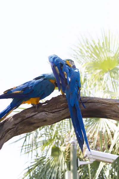 Big beautiful parrot — Stock Photo, Image