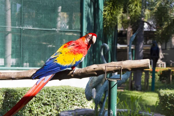 Großer schöner Papagei — Stockfoto