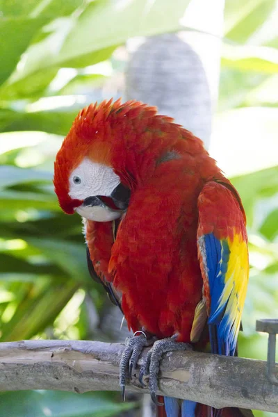 Großer schöner Papagei — Stockfoto