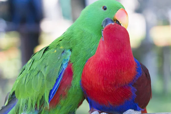 Big beautiful parrot — Stock Photo, Image