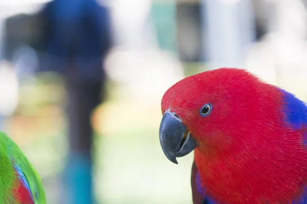 Big beautiful parrot — Stock Photo, Image