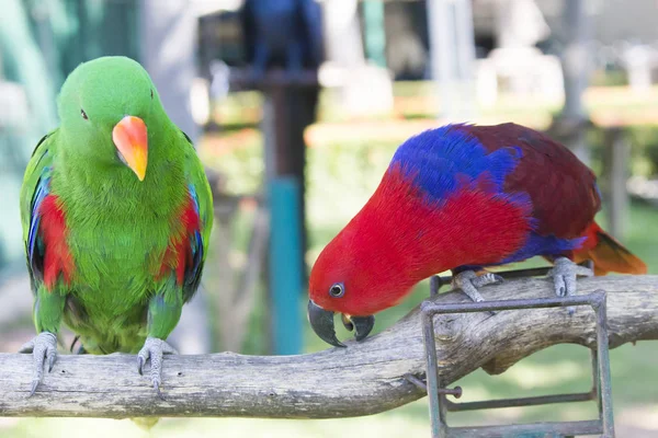 Великі красиві папуга — стокове фото