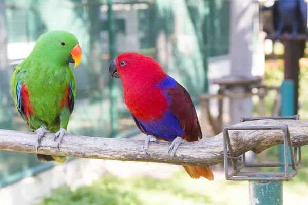 Grande bellissimo pappagallo — Foto Stock