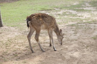 Kırmızı benekli geyik.