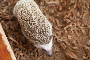 küçük Komik kirpi