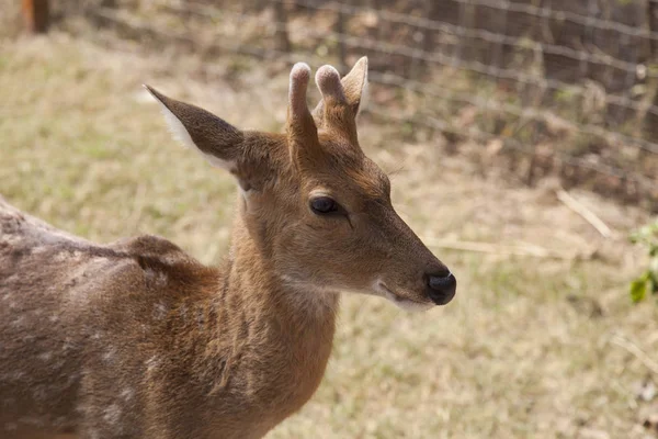 Cerf à pommeau rouge — Photo