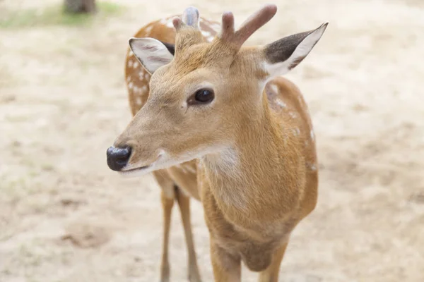 Red dappled deer — Stock Photo, Image