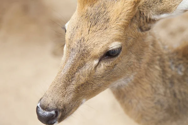 Red dappled deer — Stock Photo, Image