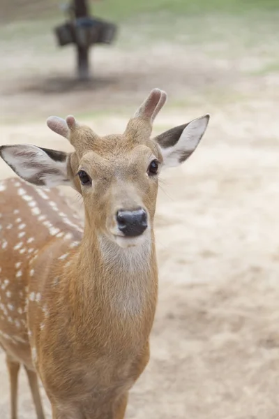 Red dappled deer — Stock Photo, Image