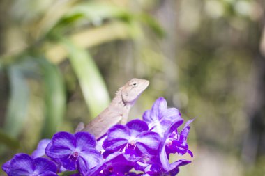 Çok güzel orkideler.