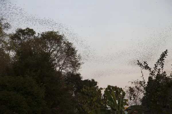 Mass flight of bats