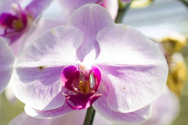 Sehr schöne Orchideen — Stockfoto