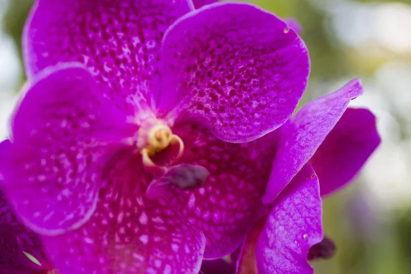 Orquídeas muito bonitas — Fotografia de Stock