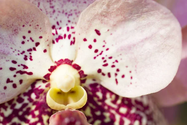 Velmi krásné orchideje — Stock fotografie