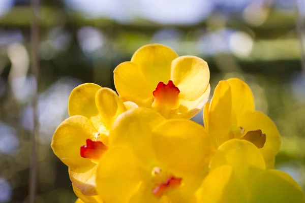 Très belles orchidées — Photo