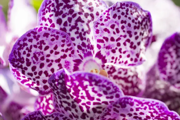 Velmi krásné orchideje — Stock fotografie