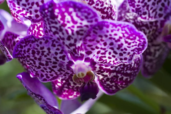 Sehr schöne Orchideen — Stockfoto