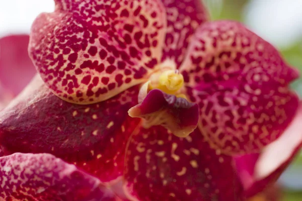 Sehr schöne Orchideen — Stockfoto