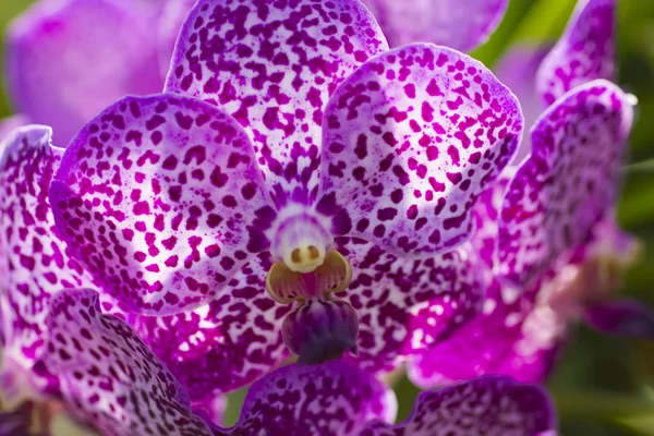 Sehr schöne Orchideen — Stockfoto