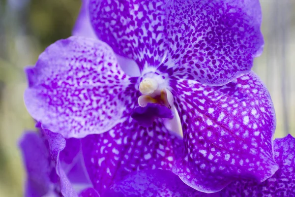 Velmi krásné orchideje — Stock fotografie