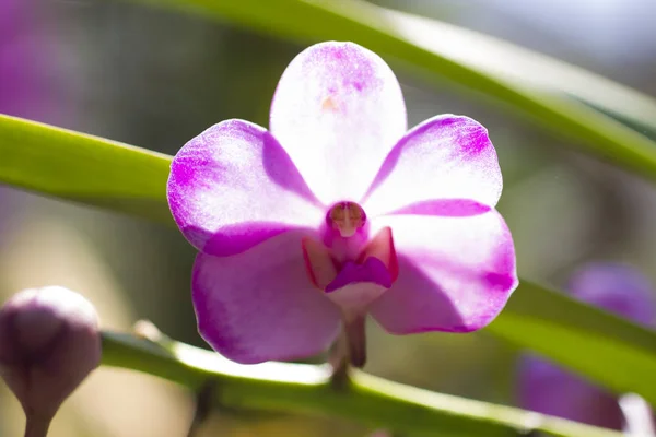 Sehr schöne Orchideen — Stockfoto