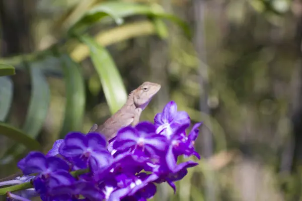 Très belles orchidées — Photo