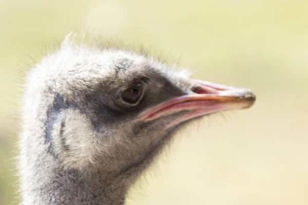 Oiseau stupide autruche — Photo