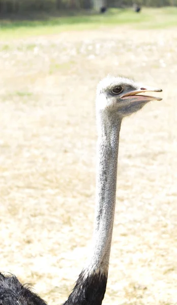 Stupido uccello struzzo — Foto Stock