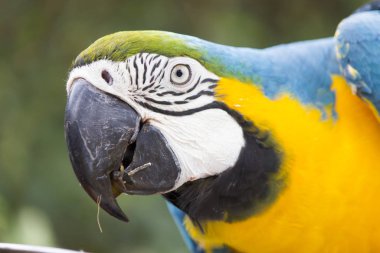 Çok güzel papağan.