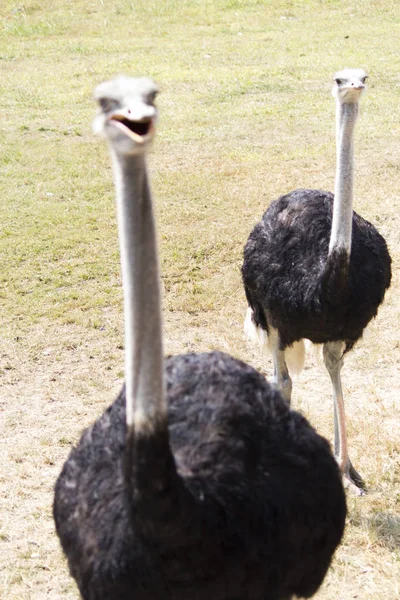 Ostrich silly bird — Stock Photo, Image