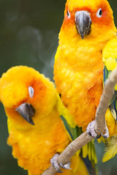 Muy bonito loro — Foto de Stock