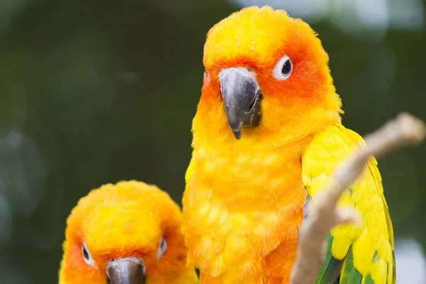 Velmi krásný papoušek — Stock fotografie