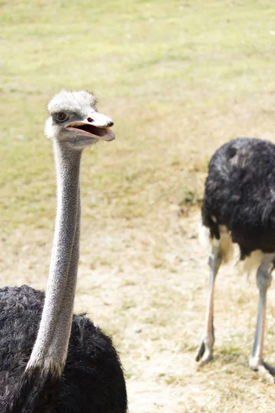 Ostrich silly bird — Stock Photo, Image