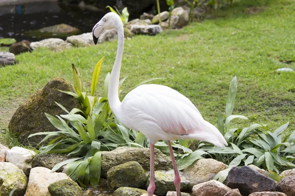 Flamingo - um pássaro gracioso — Fotografia de Stock