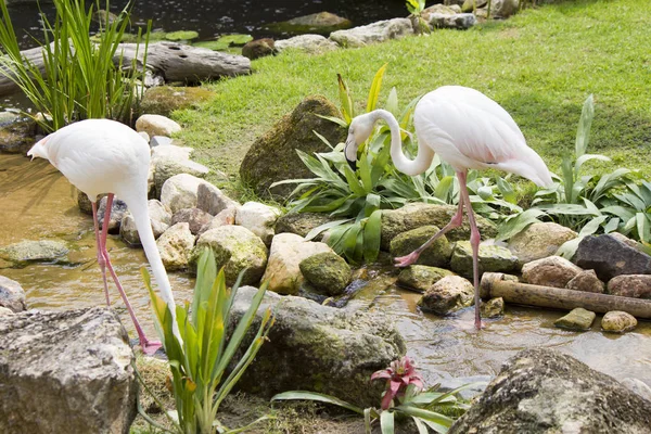 Flamingo - egy kecses madár — Stock Fotó