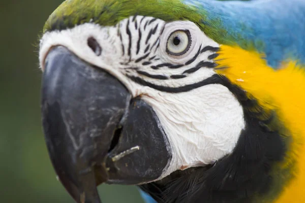 Very beautiful parrot — Stock Photo, Image