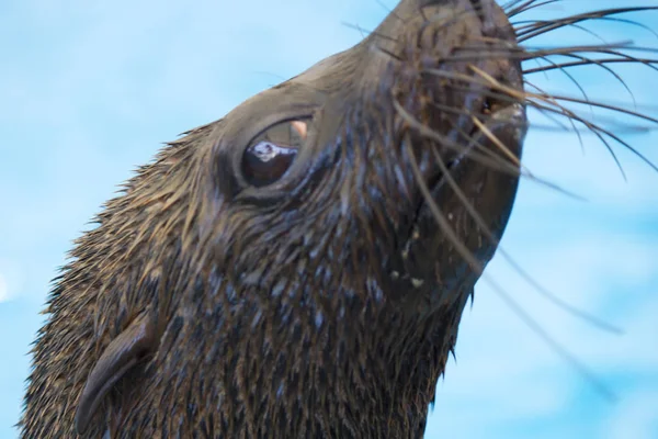 Sea Cat πραγματικός καλλιτέχνης — Φωτογραφία Αρχείου