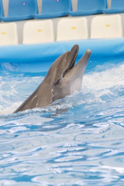 Yunus havuzda gösteri yapıyor.