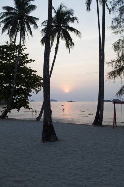 Güzel tropikal düşüş