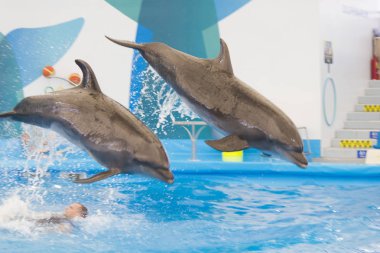 Yunus havuzda gösteri yapıyor.