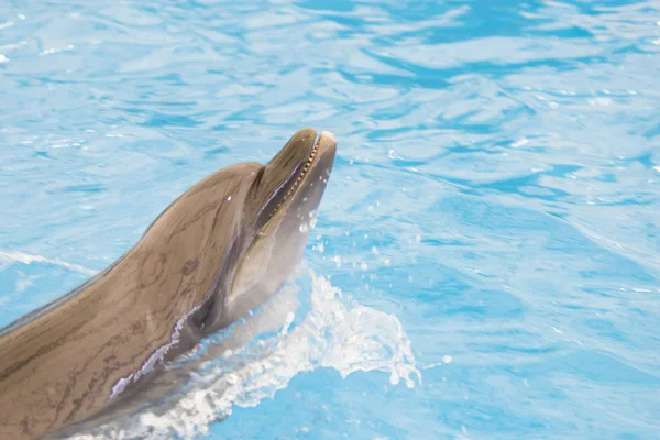 Delfin występuje w basenie — Zdjęcie stockowe