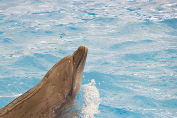 Delfin występuje w basenie — Zdjęcie stockowe