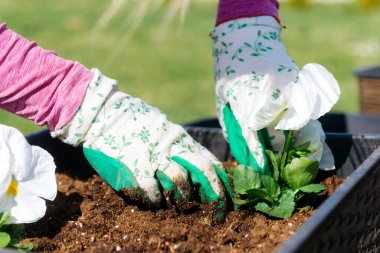 Bahçesine çiçek eken kadın.