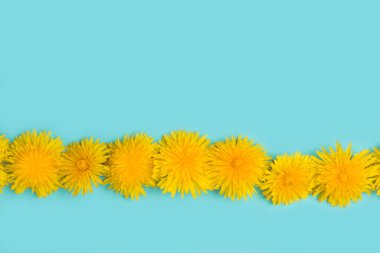 Mavi arkaplan görünümlü karahindiba çiçekleri