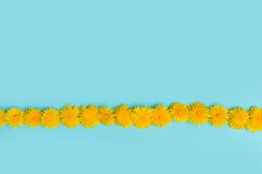 Mavi arkaplan görünümlü karahindiba çiçekleri