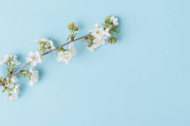 Mavi Arka Gruba Bahar Kiraz Çiçeği
